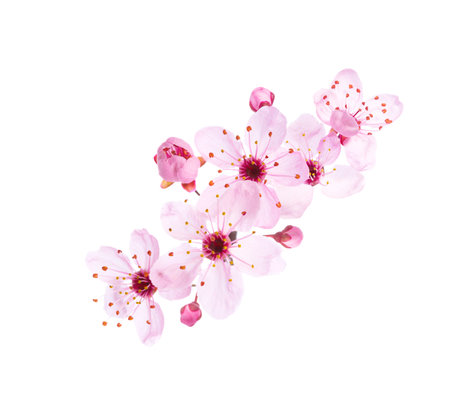 Light pink flowers of  Sakura isolated on a white background.の写真素材