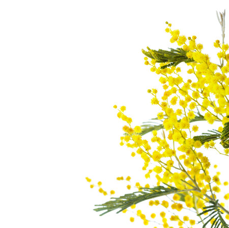 Branch of Mimosa flowers isolated on white background. Shallow depth of field. Selective focus.の写真素材