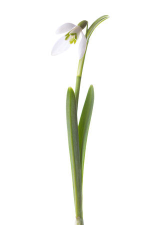 Snowdrop flower isolated on white background.の写真素材