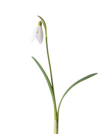 Snowdrop flower isolated on white background.  Selective focusの写真素材