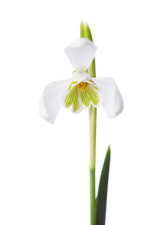Snowdrop flower isolated on white background.  Selective focusの写真素材