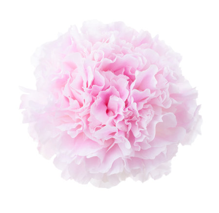 Light pale pink Peony isolated on white background. Close-upの写真素材