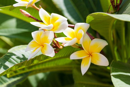 Branch with white and yellow Plumeria flowers and green leaves.の写真素材