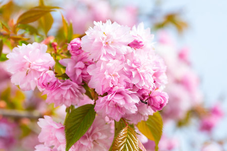 Branch with light pink  Sakura flowers. Shallow depth of field.  Selective focus.の写真素材