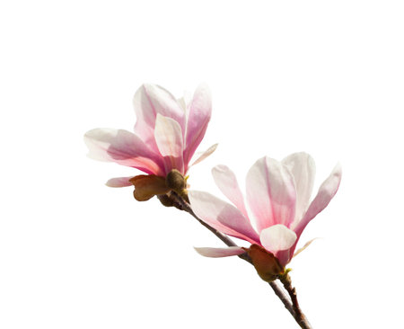 Two Magnolia flowers  isolated on white background.の写真素材
