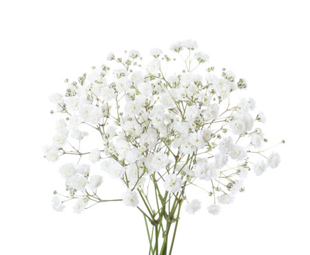 Small bouquet of Gypsophila flowers isolated on white background. Baby's-breathの写真素材