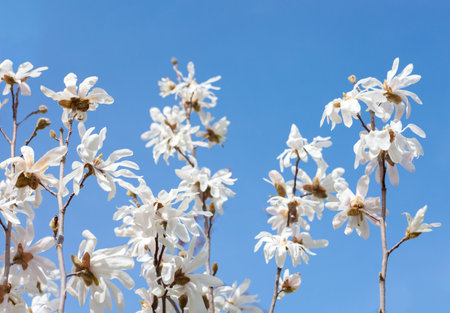 Branches with white Magnolia flowers on blue sky background. Selective focus. Star Magnolia.の写真素材