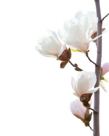 Twig with  Magnolia flowers  isolated on white background.の写真素材