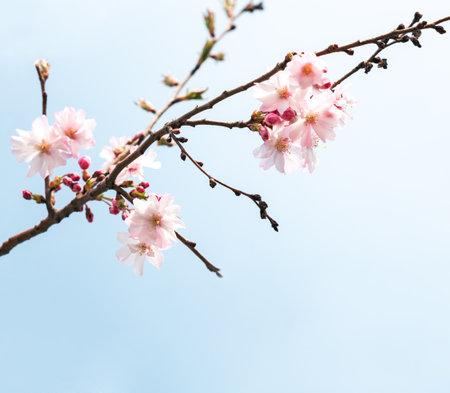 Branch  with pale pink flowers of Sakura on blue sky background . Selective focusの写真素材