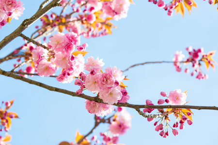 Branches with light pink flowers of Sakura on blue sky background . Selective focusの素材 [FY310200039315]