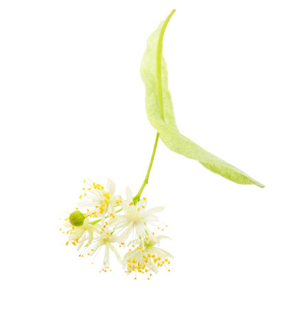Flower of  Linden isolated on white background.  Tilia.の写真素材