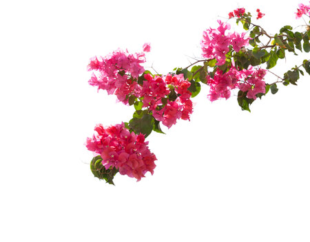 Blooming Bougainvillea branch isolated on white background. Selective focus.の写真素材