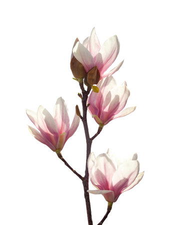 Light pink Magnolia flowers isolated on white background.の写真素材