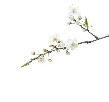 Flowering branches of Cherry Plum isolated on white background.  Selective focus.の写真素材