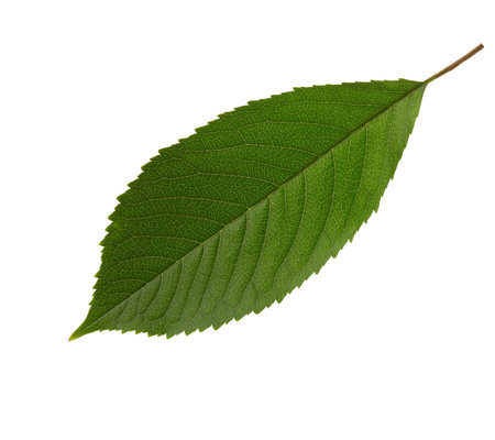 Fresh green Sweet Cherry  leaf isolated on white background.の写真素材