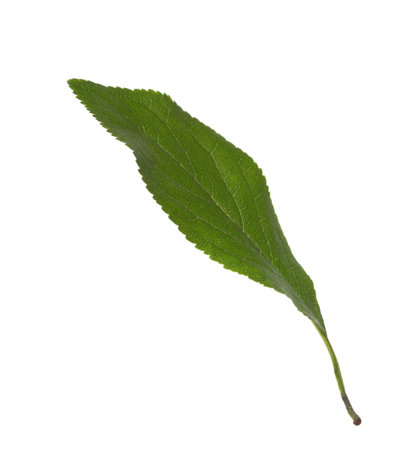 Fresh green  Plum  leaf  isolated on white background. Selective Focus.の写真素材
