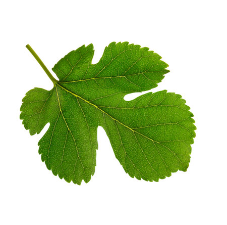 Fresh green Mulberry leaf isolated on white background.の写真素材