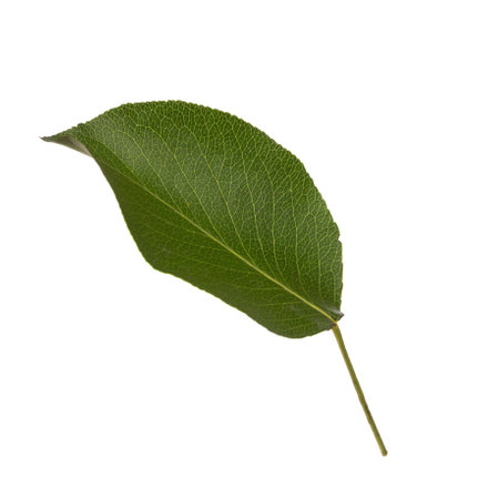 Fresh green  Pear leaf  isolated on white background. Selective Focus.の写真素材