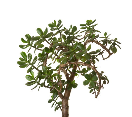 Money tree (Crassula ovata) isolated on white background.の写真素材