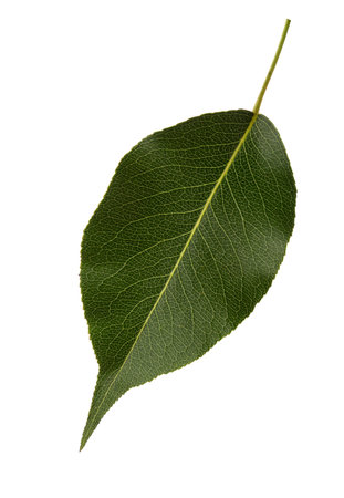 Fresh green  Pear leaf  isolated on white background.の写真素材