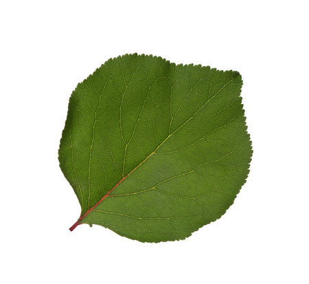 Fresh green Apricot  leaf isolated on white background.の写真素材