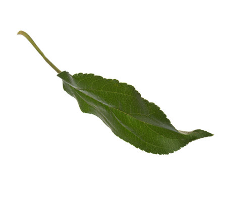 Fresh green Apple  leaf isolated on white background.の写真素材