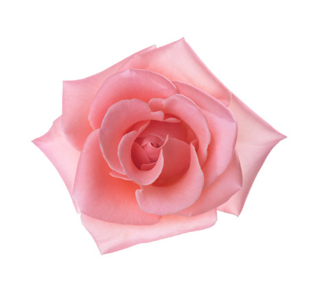 Pale  pink Rose isolated on white background. Selective focus.の写真素材