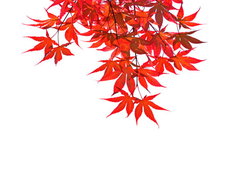 Branch with  red autumn leaves  isolated on white background.   Acer palmatum (Japanese maple). Selective focus.の写真素材