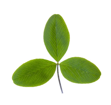 Fresh green  leaf of  Clover  isolated on white background.の写真素材