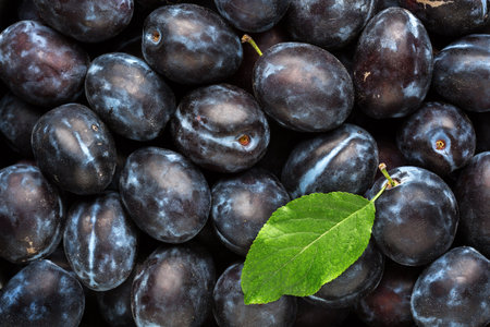 Close-up of fresh Prune Plums. Selective focus. Flat layの写真素材
