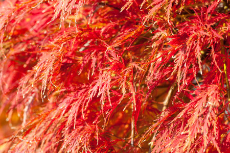 Colorful  Maple leaves on the tree in autumn. Japanese Maple (Acer Palmatum Tamukeyama). Selective Focus. Shallow DOFの写真素材