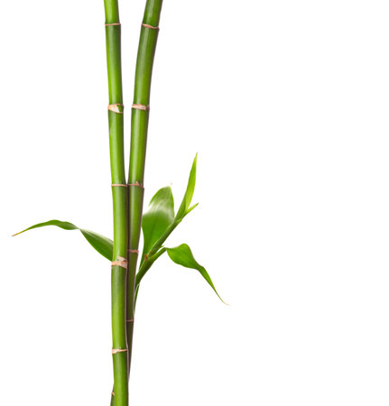 Branches of Bamboo with green  leaves isolated on white background.の写真素材