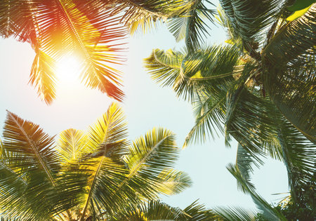 Coconut Palm trees on sky background.の写真素材