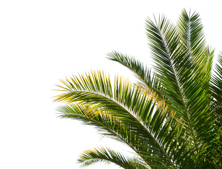 Palm leaves isolated on white background.の写真素材