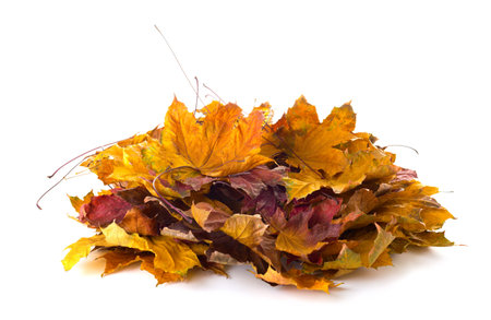 Heap of  dry  colorful Maple leaves isolated on white background.の写真素材