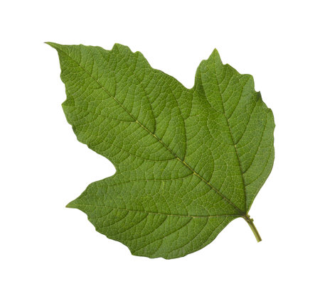 Fresh Guelder Rose green leaf isolated on a white background.の写真素材