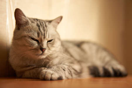 A gray cat lies on a brown floor and looks at the camera with a squintの写真素材