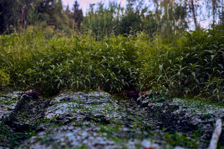 Old car tracks overgrown with bushes on the black earth near the forest of russiaの写真素材