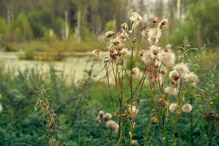Flowers of dry milk thistle close up in focus, on the background of forest and swampの写真素材