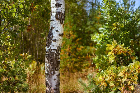 A lone birch tree stands in the autumn forest on a clear sunny dayの写真素材