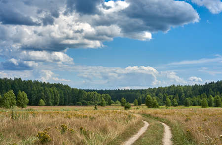 Country road in a summer field, forest on the horizonの写真素材