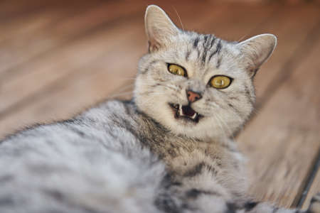 A gray cat with a displeased smile and an open mouth looks at the camera while lying on a wooden floorの写真素材