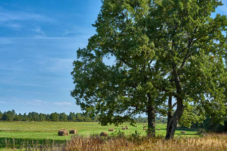 Lush oak tree in the background of a field with haystacks on a sunny summer and calm dayの写真素材