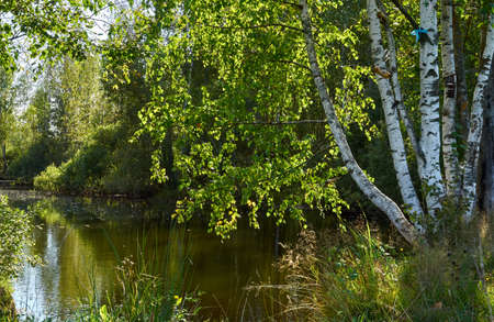 A family of birches on the edge of a lake in the forest on a warm sunny dayの写真素材