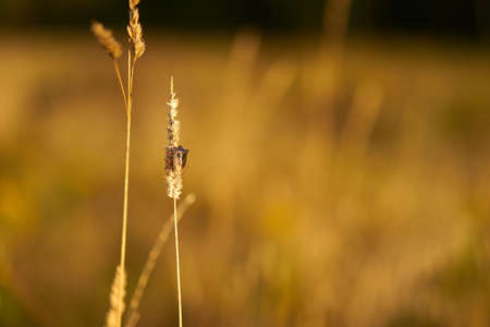 Beetle in focus on a dry spica, against the background of a blurry golden autumn fieldの写真素材