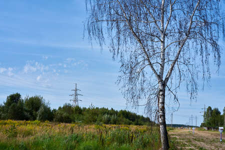 Landscape with a lonely birch and a partially plowed fieldの写真素材