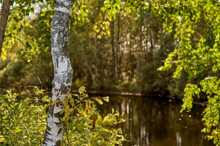 Birch in focus on the background of a blurred forest and lake on a summer dayの写真素材