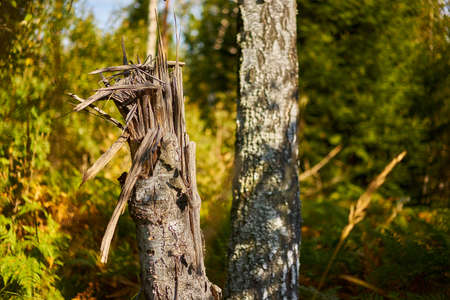 Two birches in the forest in focus, one birch has collapsedの写真素材
