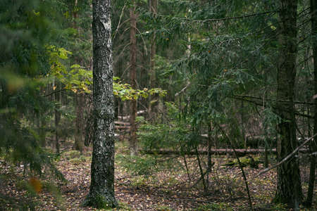 Birch in focus in the forest in early autumn, the background is slightly blurredの写真素材