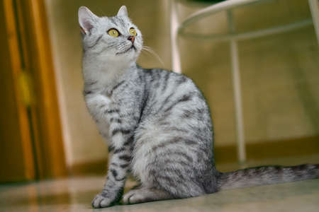 Gray cat sits on the floor in the kitchen with a blurred background and looks up thoughtfullyの写真素材